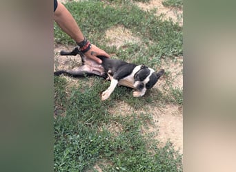 Bella, schüchterne Boston Terrier Hündin geb. 04/2021