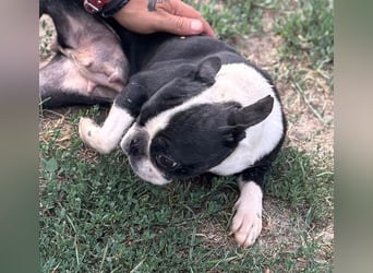 Bella, schüchterne Boston Terrier Hündin geb. 04/2021
