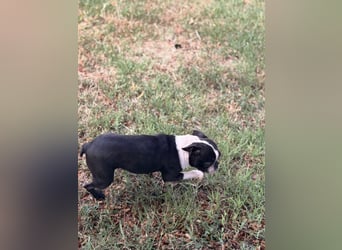 Bella, schüchterne Boston Terrier Hündin geb. 04/2021