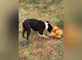 Bella, schüchterne Boston Terrier Hündin geb. 04/2021