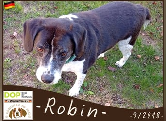ROBIN♦️Sehr Menschenbezogen & Ruhig♦️braucht ein Für *Immer* Zuhause ❗️