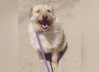Maisy eine absolut liebe Hündin