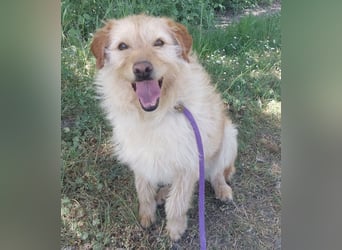 Maisy eine absolut liebe Hündin