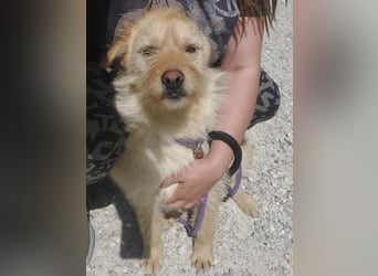 Maisy eine absolut liebe Hündin