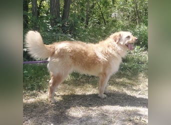 Maisy eine absolut liebe Hündin