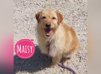 Maisy eine absolut liebe Hündin