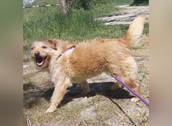 Maisy eine absolut liebe Hündin