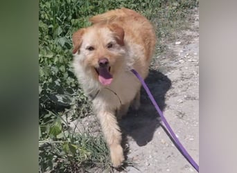 Maisy eine absolut liebe Hündin