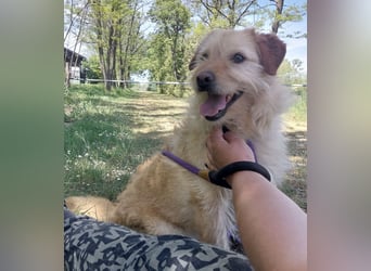 Maisy eine absolut liebe Hündin