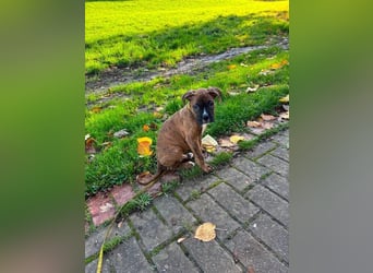 Boxer  Hündin – geimpft, entwurmt, gechipt, mit EU-Heimtierausweis