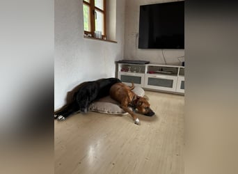 Percy sensibler Boxer Mischlingsrüde