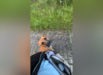 Percy sensibler Boxer Mischlingsrüde