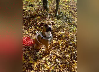 Percy sensibler Boxer Mischlingsrüde