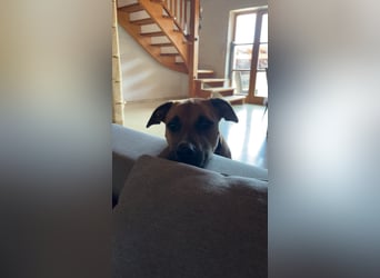 Percy sensibler Boxer Mischlingsrüde