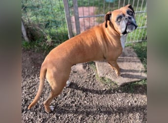 Luna - Boxer Seniorin sucht ein neues Zuhause