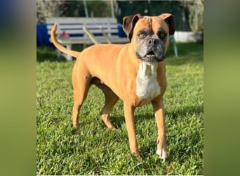 Luna - Boxer Seniorin sucht ein neues Zuhause