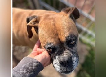 Luna - Boxer Seniorin sucht ein neues Zuhause