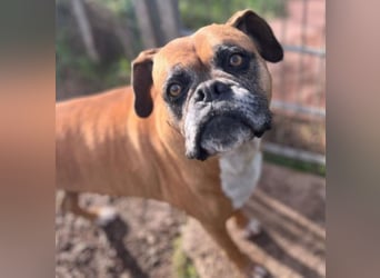 Luna - Boxer Seniorin sucht ein neues Zuhause