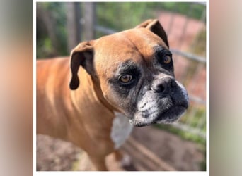 Luna - Boxer Seniorin sucht ein neues Zuhause