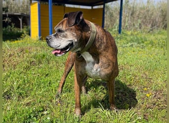 Prada - Boxer Seniorin auf der Suche nach ihrem neuen Zuhause