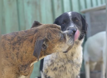 Prada - Boxer Seniorin auf der Suche nach ihrem neuen Zuhause