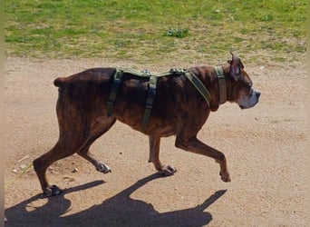 Prada - Boxer Seniorin auf der Suche nach ihrem neuen Zuhause