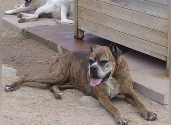 Prada - Boxer Seniorin auf der Suche nach ihrem neuen Zuhause