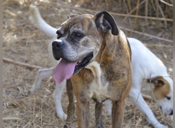 Prada - Boxer Seniorin auf der Suche nach ihrem neuen Zuhause