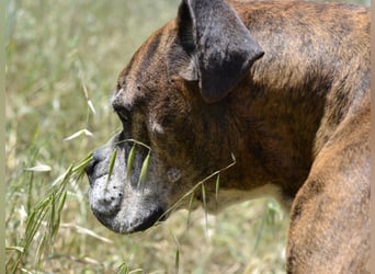 Prada - Boxer Seniorin auf der Suche nach ihrem neuen Zuhause