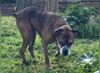 Prada - Boxer Seniorin auf der Suche nach ihrem neuen Zuhause