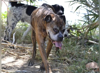 Prada - Boxer Seniorin auf der Suche nach ihrem neuen Zuhause