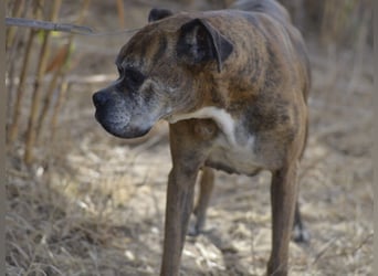 Prada - Boxer Seniorin auf der Suche nach ihrem neuen Zuhause