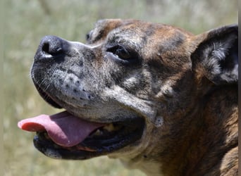Prada - Boxer Seniorin auf der Suche nach ihrem neuen Zuhause