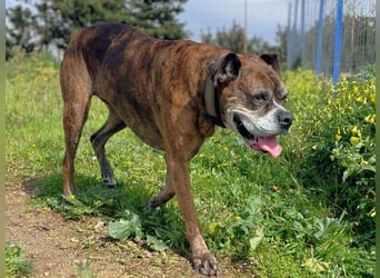 Prada - Boxer Seniorin auf der Suche nach ihrem neuen Zuhause
