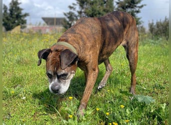 Prada - Boxer Seniorin auf der Suche nach ihrem neuen Zuhause