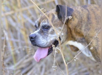 Prada - Boxer Seniorin auf der Suche nach ihrem neuen Zuhause