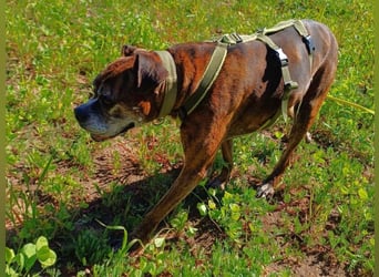 Prada - Boxer Seniorin auf der Suche nach ihrem neuen Zuhause