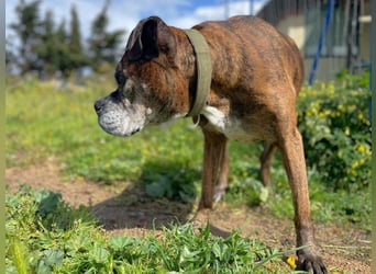 Prada - Boxer Seniorin auf der Suche nach ihrem neuen Zuhause