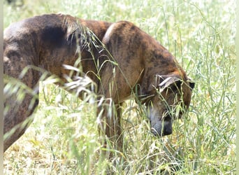 Prada - Boxer Seniorin auf der Suche nach ihrem neuen Zuhause