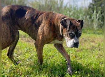 Prada - Boxer Seniorin auf der Suche nach ihrem neuen Zuhause