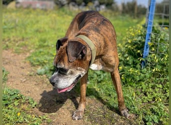 Prada - Boxer Seniorin auf der Suche nach ihrem neuen Zuhause