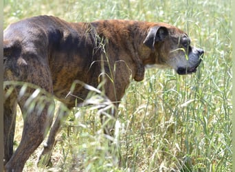 Prada - Boxer Seniorin auf der Suche nach ihrem neuen Zuhause