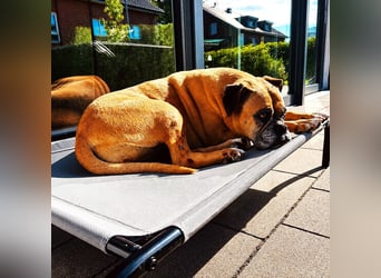 Luna - Boxer Seniorin sucht ein neues Zuhause