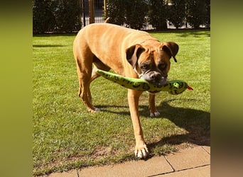 Luna - Boxer Seniorin sucht ein neues Zuhause