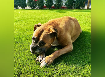 Luna - Boxer Seniorin sucht ein neues Zuhause