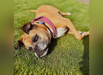 Luna - Boxer Seniorin sucht ein neues Zuhause