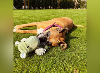 Luna - Boxer Seniorin sucht ein neues Zuhause