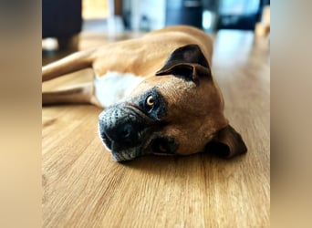 Luna - Boxer Seniorin sucht ein neues Zuhause