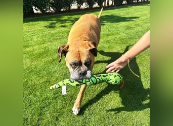 Luna - Boxer Seniorin sucht ein neues Zuhause