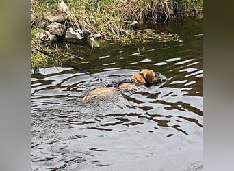 Luna - Boxer Seniorin sucht ein neues Zuhause